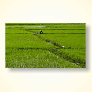 שדה אורז בויטנאם