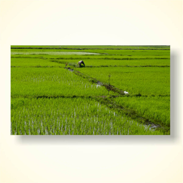 שדה אורז בויטנאם